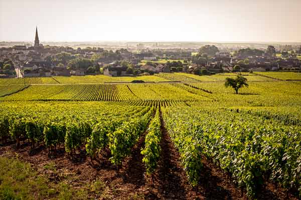 The Meursault vineyards
